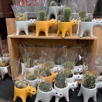 Trader Joe's - Cacti in cat planters - Grocery Near Me - Reno, Nevada Trader Joe's - Cacti in cat planters - Grocery Near Me - Reno, Nevada