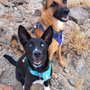 Photo of Hope Ranch Animal Sanctuary