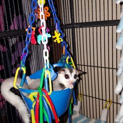 Sweet Suggie Island - Opal playing in her toy