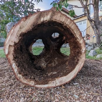 Kings Tree Service - My tree was rotting from the inside, leaving it hollow after the rot was removed. - Tree Services Near Me - Sylmar, California Kings Tree Service - My tree was rotting from the inside, leaving it hollow after the rot was removed. - Tree Services Near Me - Sylmar, California