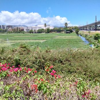 Sumida Farm - Watercress farm - Farms Near Me - Aiea, Hawaii Sumida Farm - Watercress farm - Farms Near Me - Aiea, Hawaii