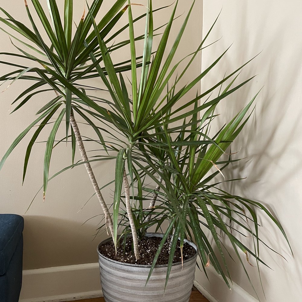 This is my dragon tree!