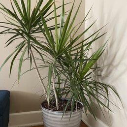 This is my dragon tree! This is my dragon tree!