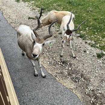 Fossil Rim Wildlife Center - Zoos Near Me - Glen Rose, Texas Fossil Rim Wildlife Center - Zoos Near Me - Glen Rose, Texas