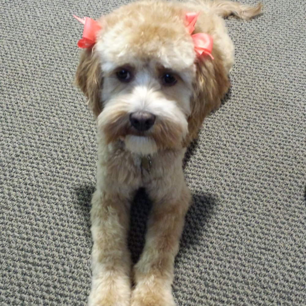 Pippi (Cockapoo)