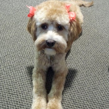 PetSmart Dog Training - Pippi (Cockapoo) - Pet Groomers Near Me - Corvallis, Oregon