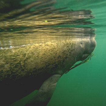 Go Local Manatee Tours - Boat Tours Near Me - Crystal River, Florida
