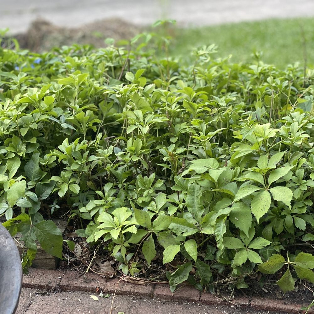 RJM General Contractor & Landscaping - a bird sitting on a planter - Demolition Services Near Me RJM General Contractor & Landscaping - a bird sitting on a planter - Demolition Services Near Me