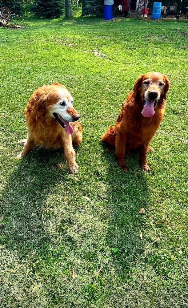 Bark N Play In-Home Boarding - pet boarding facility in Campbellsport, WI