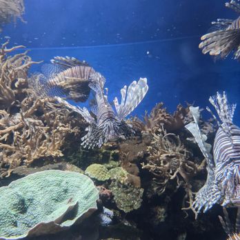 Downtown Aquarium - Museums Near Me - Denver, Colorado Downtown Aquarium - Museums Near Me - Denver, Colorado