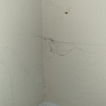 Addison At Wyndham - Spiders, webs, walls cracking - Apartments Near Me - Glen Allen, Virginia Addison At Wyndham - Spiders, webs, walls cracking - Apartments Near Me - Glen Allen, Virginia