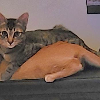 Kitten Rescue - 5 months today! - Animal Shelters Near Me - Los Angeles, California Kitten Rescue - 5 months today! - Animal Shelters Near Me - Los Angeles, California