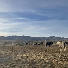 Horses grazing