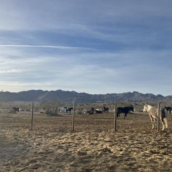 Cascade Trails Mustang Sanctuary - Horses grazing - Horseback Riding Near Me