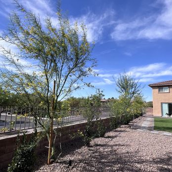 Desert Oasis Landscaping - Palo verde trees for shade and laurel plants for privacy - Landscaping Near Me - Las Vegas, Nevada Desert Oasis Landscaping - Palo verde trees for shade and laurel plants for privacy - Landscaping Near Me - Las Vegas, Nevada