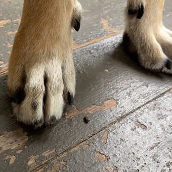 Groom Huntley - Dog nails - Pet Groomers Near Me - Huntley, Illinois