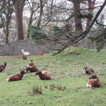 Westcove House - Soay sheep and the postman's white goat on the lawn of the Main House - Guest Houses Near Me - Castlecove, Kentucky