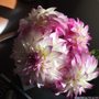 Connell's Dahlias