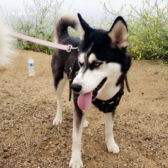 Veterans Memorial Park - Doggies!!! - Parks Near Me - Sylmar, California Veterans Memorial Park - Doggies!!! - Parks Near Me - Sylmar, California