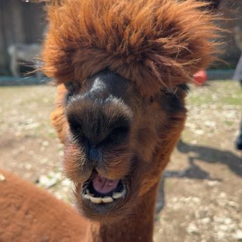 Pohopoco Creek Alpacas - Attraction Farms Near Me - Effort, Pennsylvania Pohopoco Creek Alpacas - Attraction Farms Near Me - Effort, Pennsylvania
