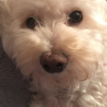 PetSmart - I am such a cute poodle cause Cait groomed me. - Pet Training Near Me - Tigard, Oregon