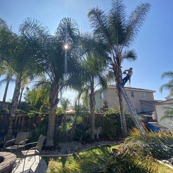 Marcelino's Tree Service - Here you can get an Idea of what they looked like but they were truly large and full. - Tree Services Near Me - Hemet, California
