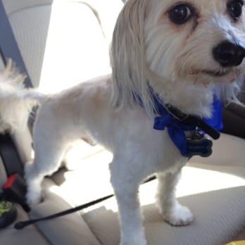 PetSmart - Disappointed In the lack of care and attention - Pet Training Near Me - Austin, Texas PetSmart - Disappointed In the lack of care and attention - Pet Training Near Me - Austin, Texas