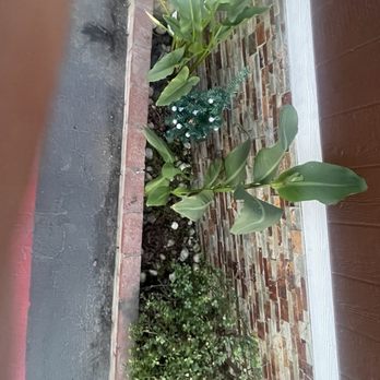 Olive Green Landscaping - Tree Services Near Me - Wilmington, California Olive Green Landscaping - Tree Services Near Me - Wilmington, California