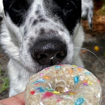 Parlor Doughnuts - The famous Ruby, Jacksonville's Cutest Pet, who raised $60,000 for the Jacksonville Humane Society having a doggy doughnut from Parlor! - Coffee & Tea Near Me - Fruit Cove, Florida