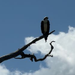 Curt Gowdy State Park - Predators