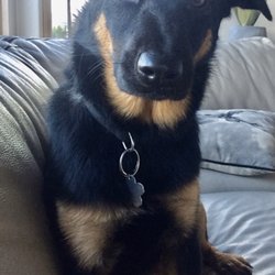 K-9 Retreat photo