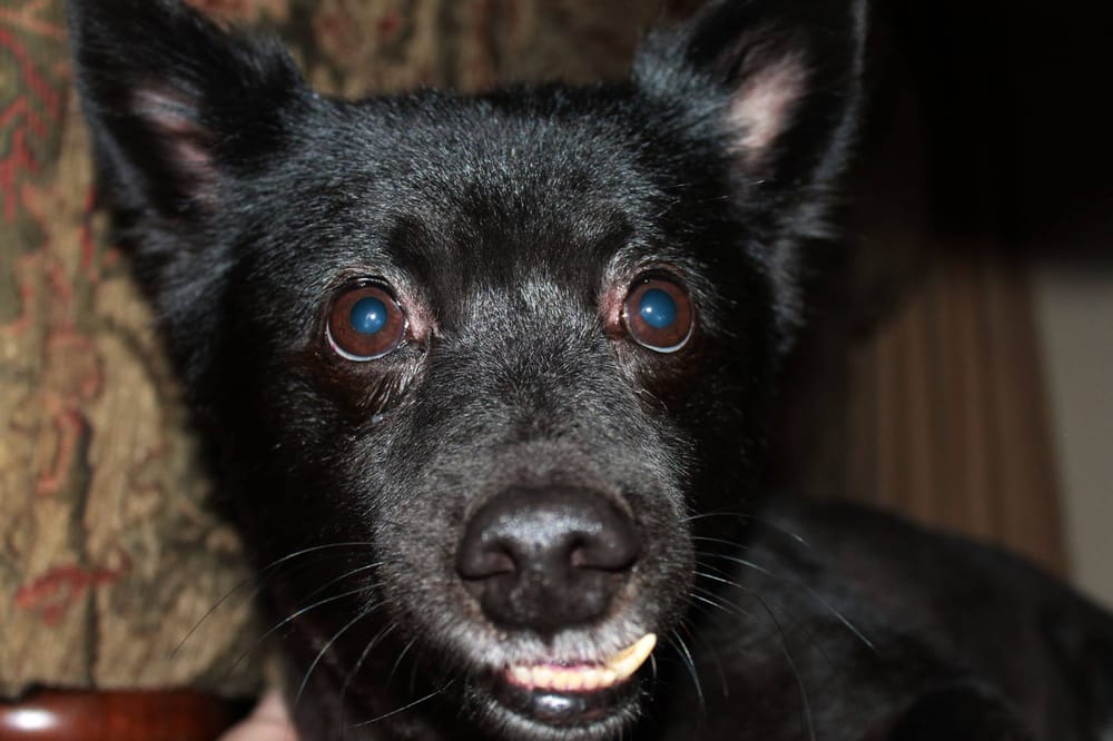 Tulsa Pet Care By Shea Aidele - pet boarding facility in Tulsa, OK