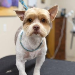 Four Paws Salon & Retreat