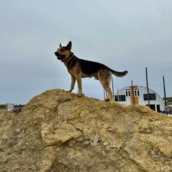 Z&M Twisted Vines Vineyard - Comanche, the Vineyard dog