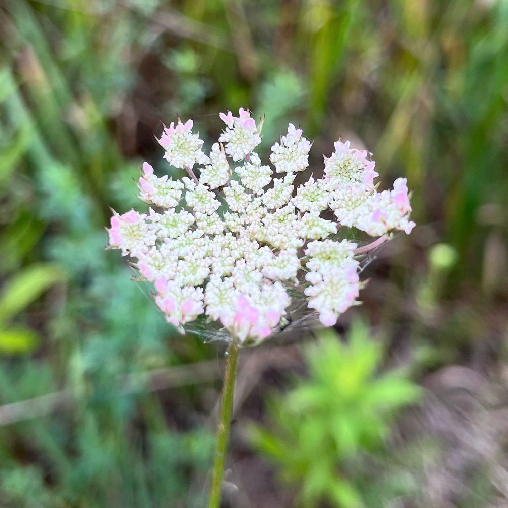 Draper-Houston Meadows Preserve - Hiking Near Me - Milan, Michigan