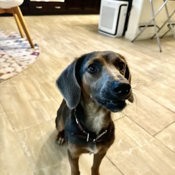West Valley Animal Rescue - Our pup after 3 months with us. - Animal Shelters Near Me West Valley Animal Rescue - Our pup after 3 months with us. - Animal Shelters Near Me