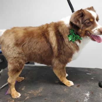 Bark and Purr - Pet Groomers Near Me - Allen, Texas Bark and Purr - Pet Groomers Near Me - Allen, Texas