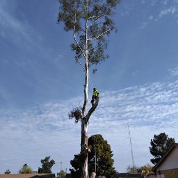 Unique Choice Design - Tree Services Near Me