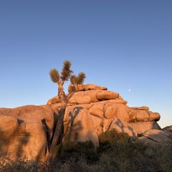 Joshua Tree National Park - Joshua tree shadows