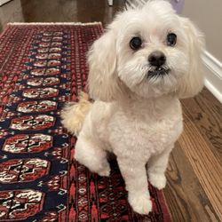 Happy Tails Dog Grooming - So fresh and so clean