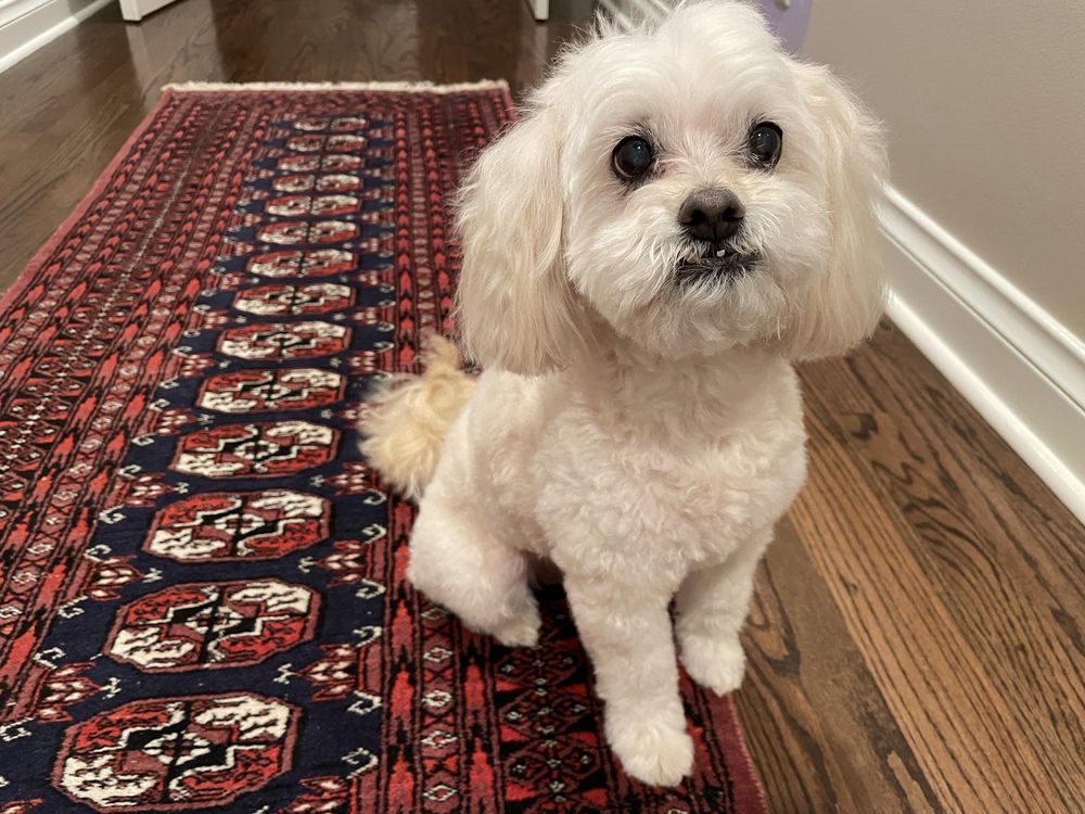 HAPPY TAILS DOG GROOMING Updated August 2024 34 Photos & 33 Reviews