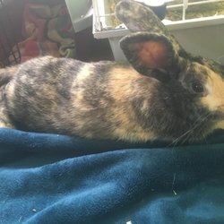 Gentle Care Animal Hospital - My first bunny (that passed), Storm. They helped heal him from chronic GI stasis.