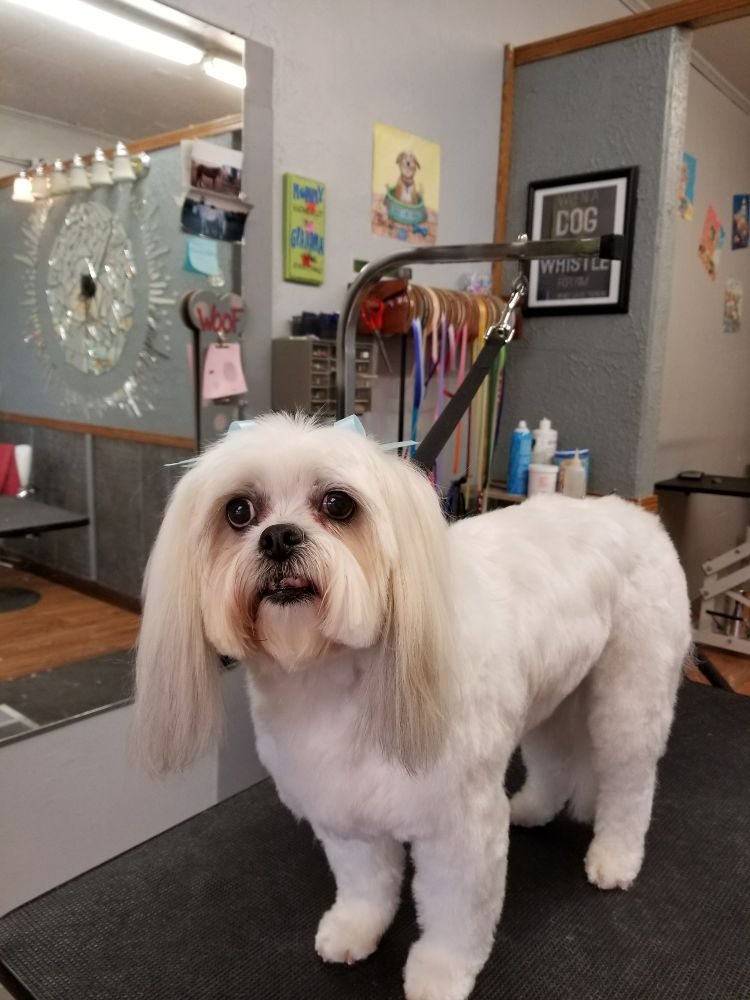 MICHELLE’S DOG GROOMING Updated August 2024 28880 Old Fort Boise Rd