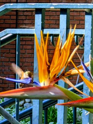 Highland Camrose Park by null