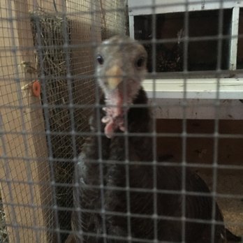 Heritage Park Petting Farm - Parks Near Me - Taylor, Michigan