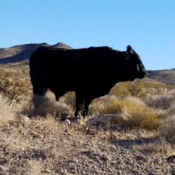 Gold Butte National Monument - Black cow at Gold Butte National Monument