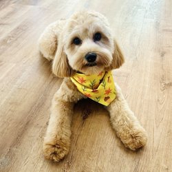 Samy's Pets Mobile Grooming - Calamari's most recent grooming - October 2026