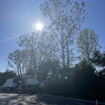 Premier Tree Experts - Tree Services Near Me - Orange, California Premier Tree Experts - Tree Services Near Me - Orange, California