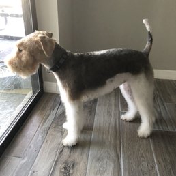 Side view of Louie with his shaved torso and fluffy legs! Shaved head and nice beard. Loved it! Side view of Louie with his shaved torso and fluffy legs! Shaved head and nice beard. Loved it!