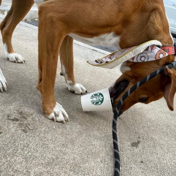 Starbucks - They made me the best puppaccino on my gotcha day! - Coffee & Tea Near Me - Syracuse, New York Starbucks - They made me the best puppaccino on my gotcha day! - Coffee & Tea Near Me - Syracuse, New York